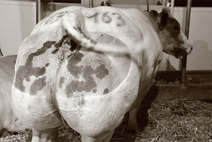 Cul de bœuf emprunté à un blog belge.