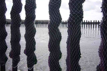 Bouchots en baie de Saint-Brieuc.